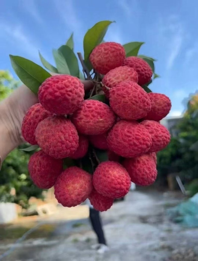 仙进奉荔枝