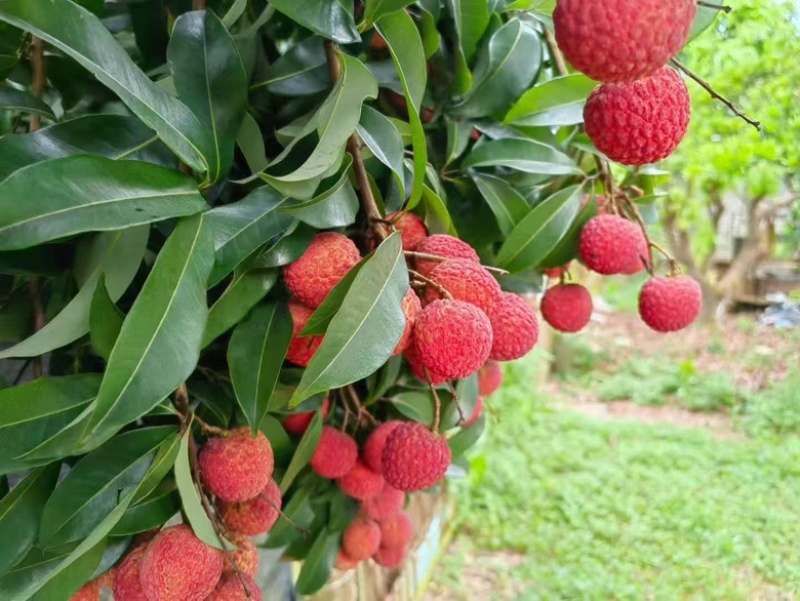 仙进奉荔枝