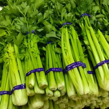 优质芹菜质量保证一手货源，对接超市电商批发市场