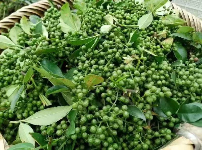云南青花椒大量有货，产地一手货源，欢迎新老客户前来合作
