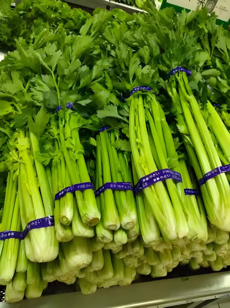 基地代办芹菜产地直供大量有货，对接超市批发市场