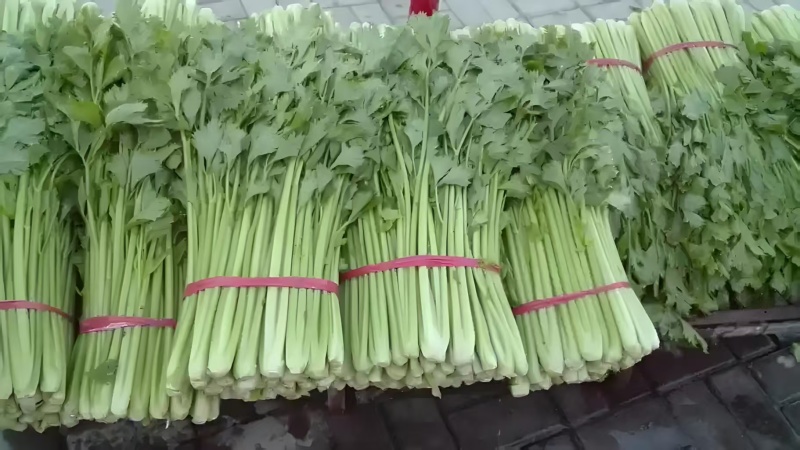基地代办芹菜产地直供大量有货，对接超市批发市场
