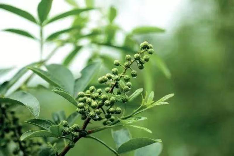 云南青花椒，大量有货，欢迎新老客户前来合作