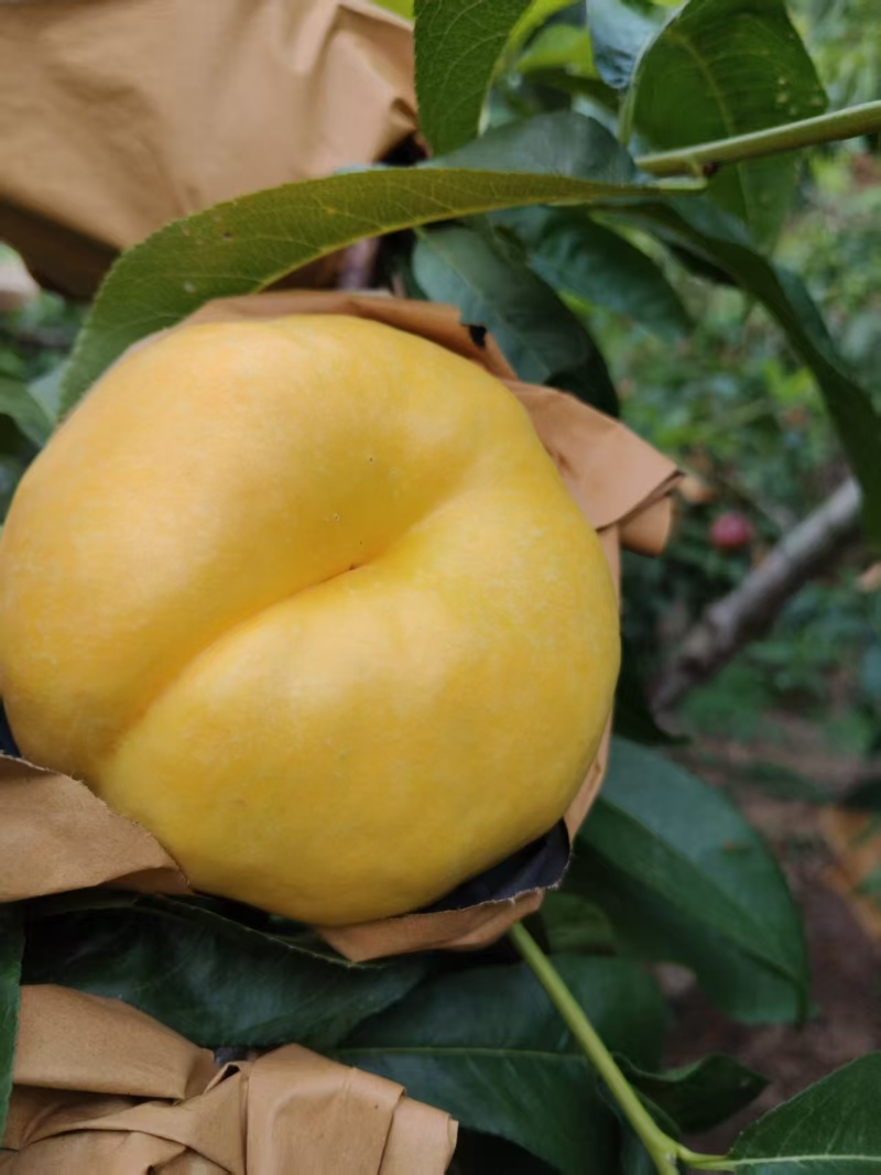 大，好吃，甜