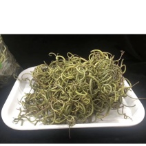 化石草化石草一件代发货