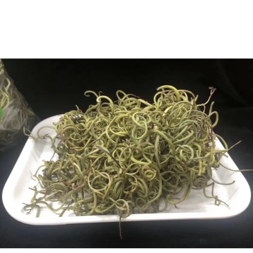 化石草化石草一件代发货