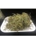 化石草化石草一件代发货