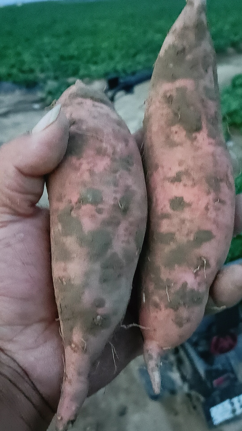 板栗薯