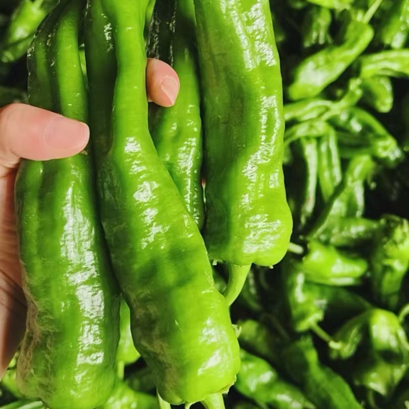 河南商丘精品薄皮椒鲜辣椒产地直发一手货源价格优惠对接市场