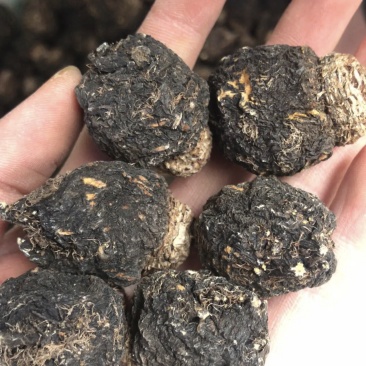 黑玛咖大果热销丽江玛咖产地供应量大