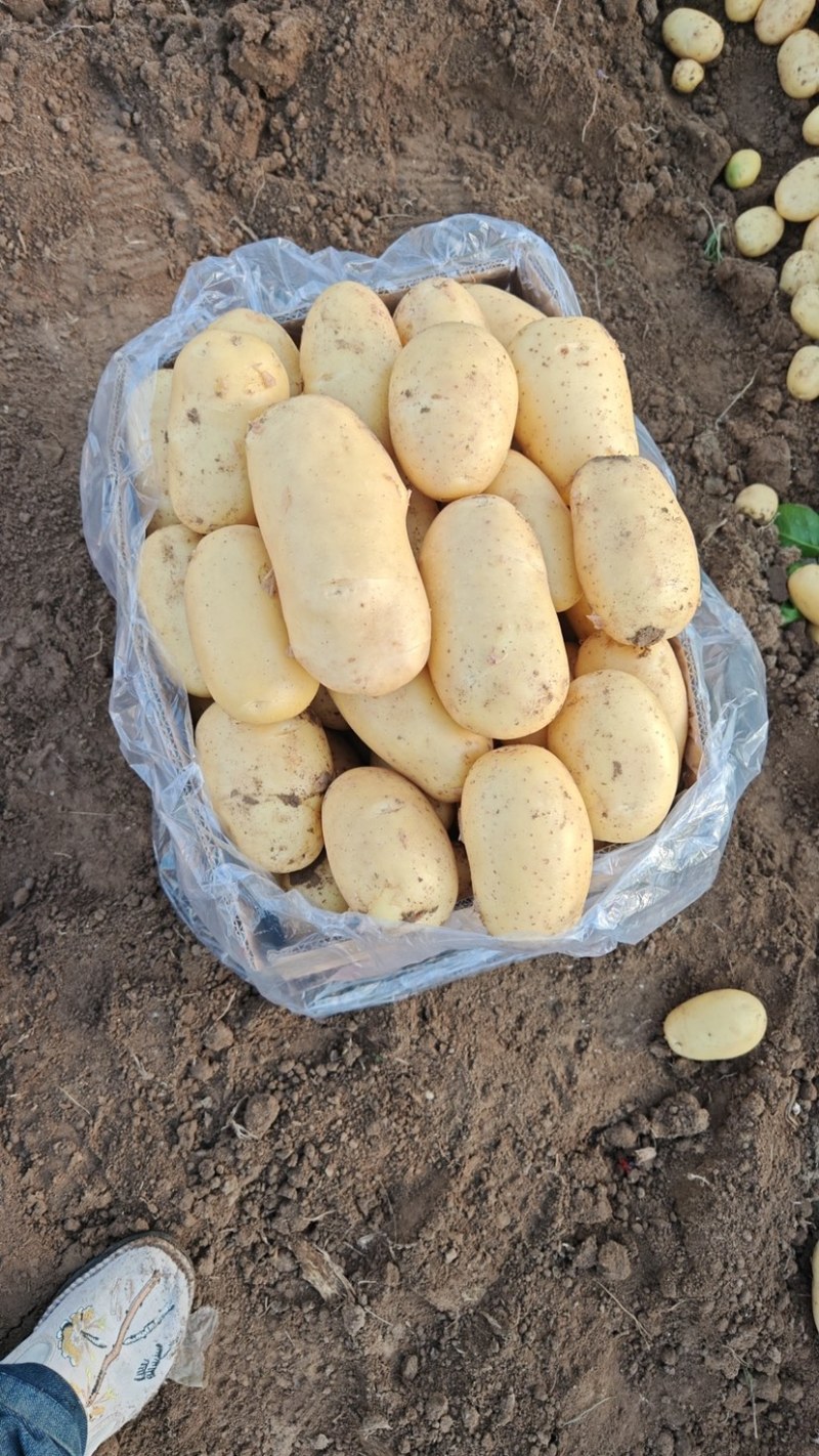 滕州土豆加工厂用土豆食堂工地伙房用土豆黄皮黄心水洗干洗