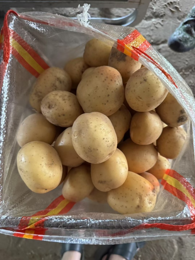 滕州土豆加工厂用土豆食堂工地伙房用土豆黄皮黄心水洗干洗
