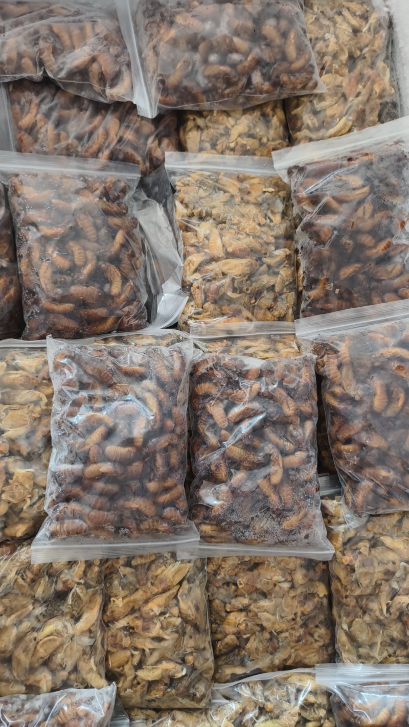 银蝉，白蝉批发零售