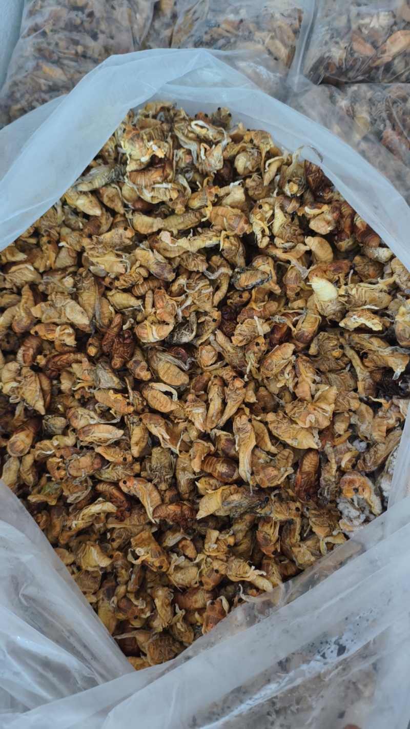 白蝉批发零售