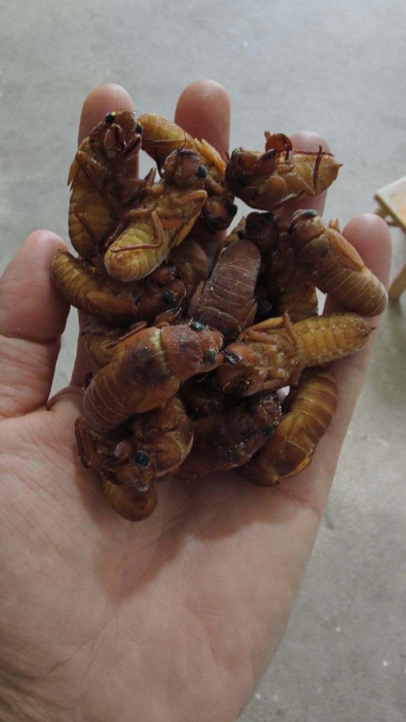 金蝉批发零售