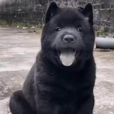 精品五黑犬虎头虎脑全黑舌上山打猎看家护院