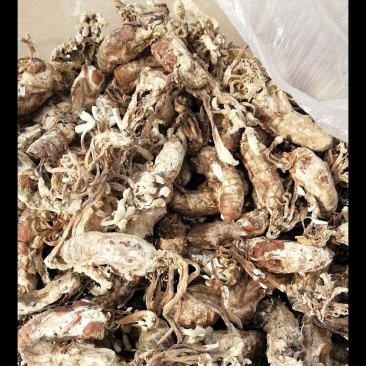 金蝉花，皖南山区竹林采挖，质量保证，欢迎大家咨询