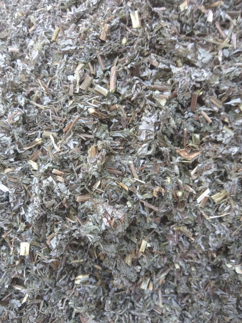 全棵小艾叶0.6刀口大量供应一手货源量大从优支持视频