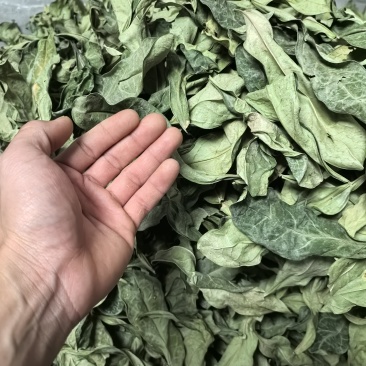 龙利叶龙脷叶