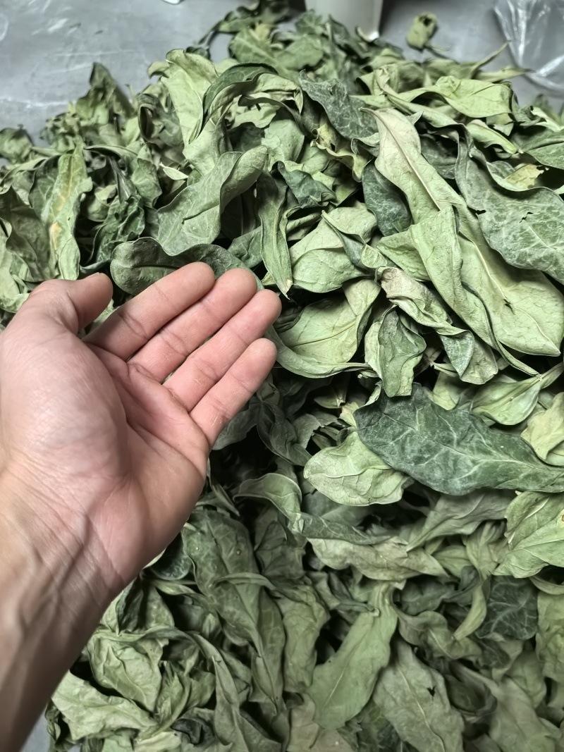 龙利叶龙脷叶