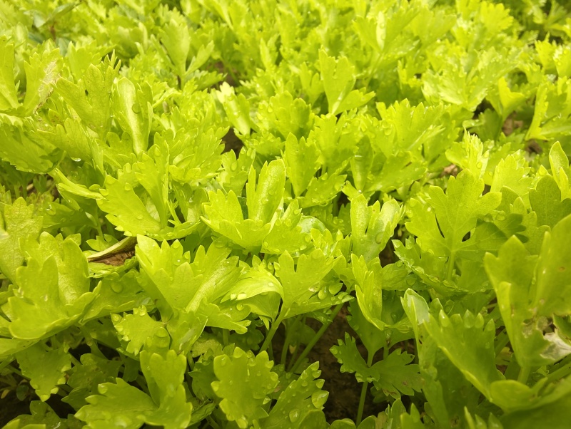 法国皇后芹菜苗，产区发货，大量现货