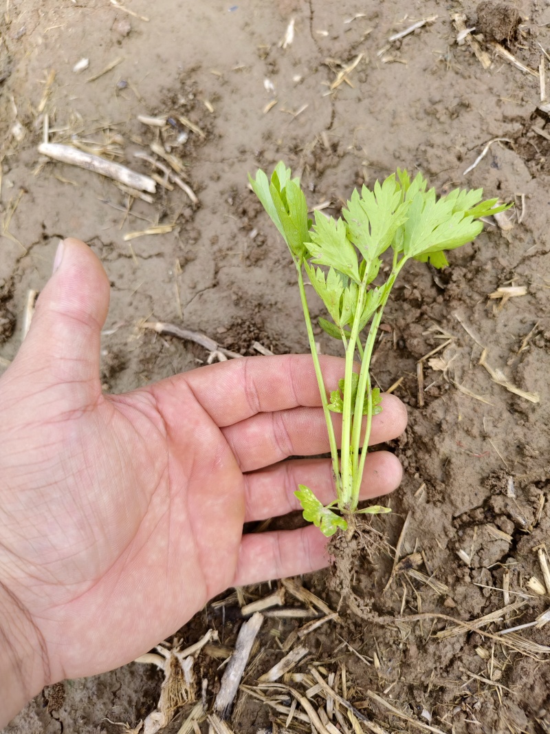 法国皇后芹菜苗，产区发货，大量现货