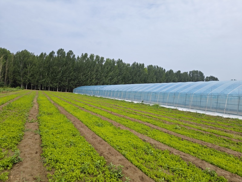 法国皇后芹菜苗，产区发货，大量现货