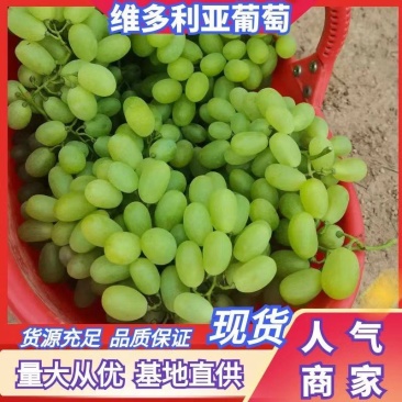 维多利亚青提、口感甜、大量有货、欢迎各地客户前来洽谈合作