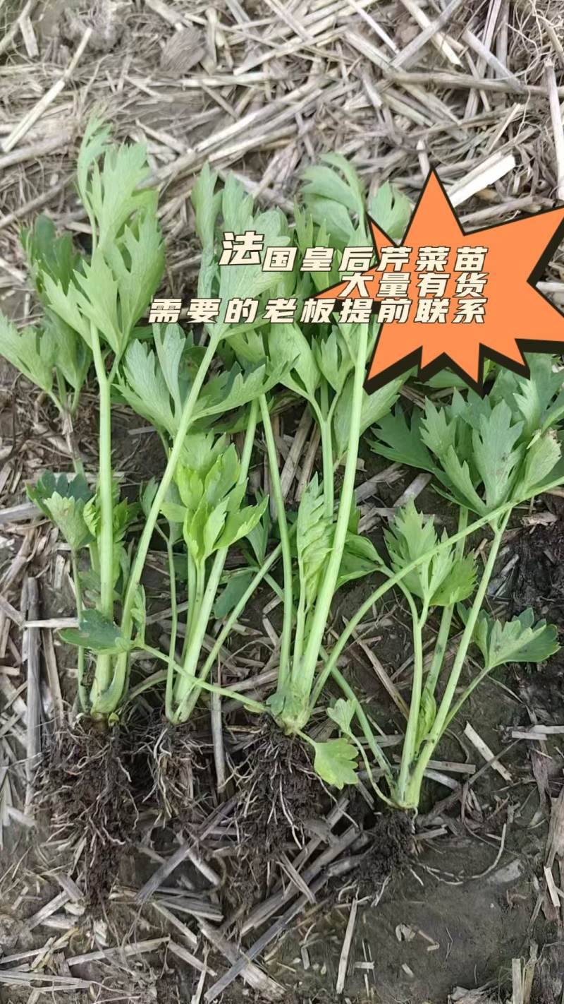 法国皇后芹菜苗～大量现货，欢迎选购