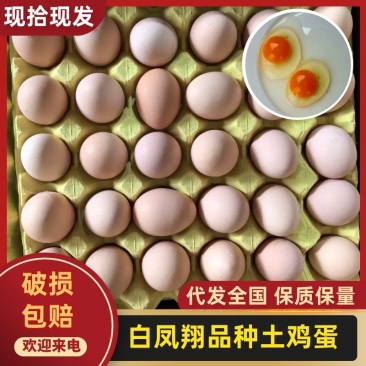 【量大优惠】浙江优森源白凤翔土鸡蛋品质保障对接全国
