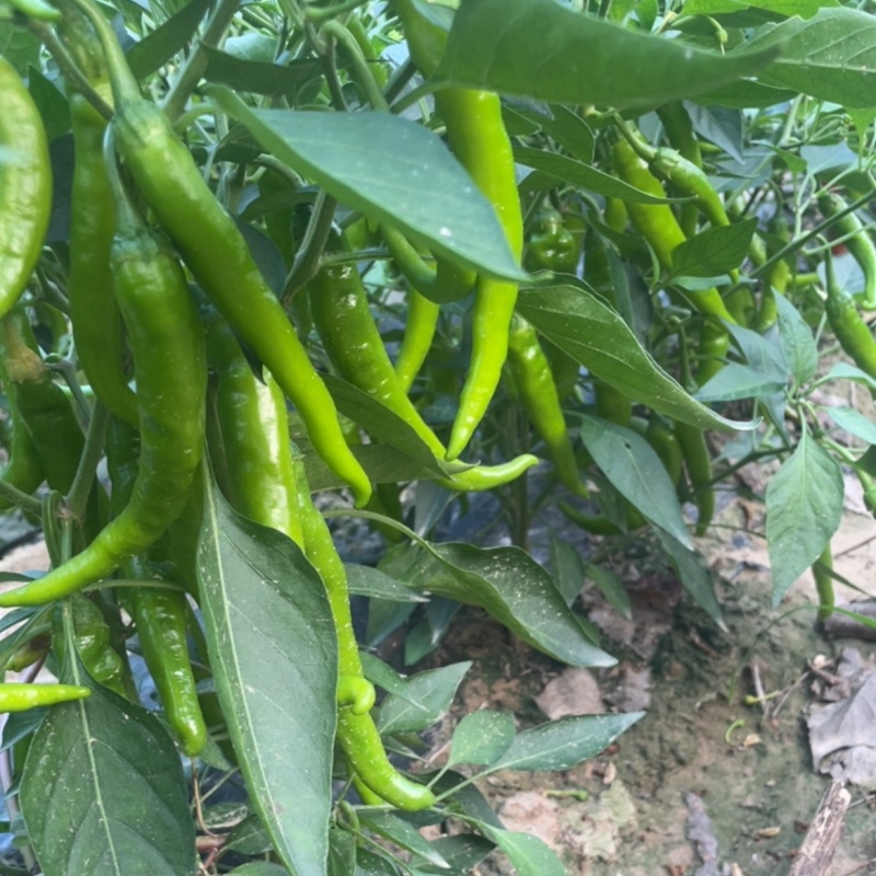 红，绿鲜辣椒