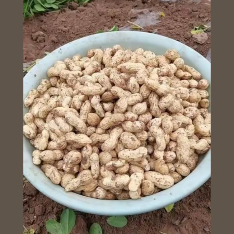 花生