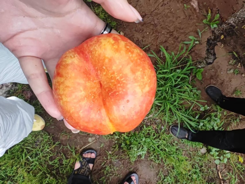 大量上市油盘桃黄油桃