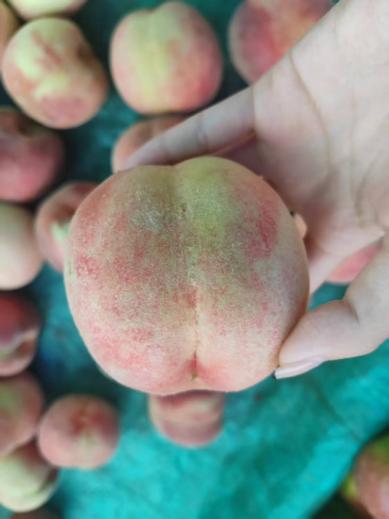 大量上市油盘桃黄油桃
