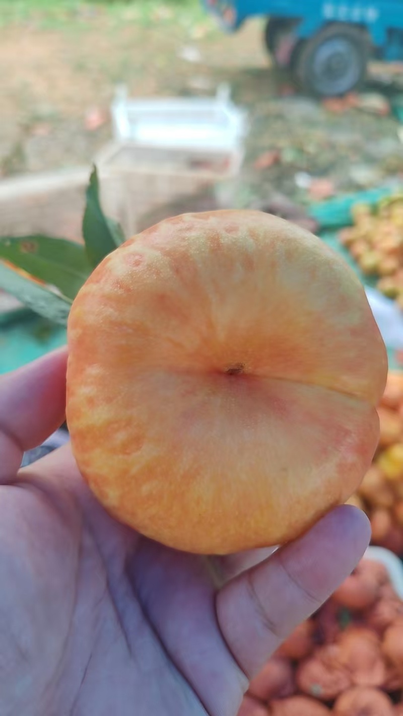 大量上市油盘桃黄油桃