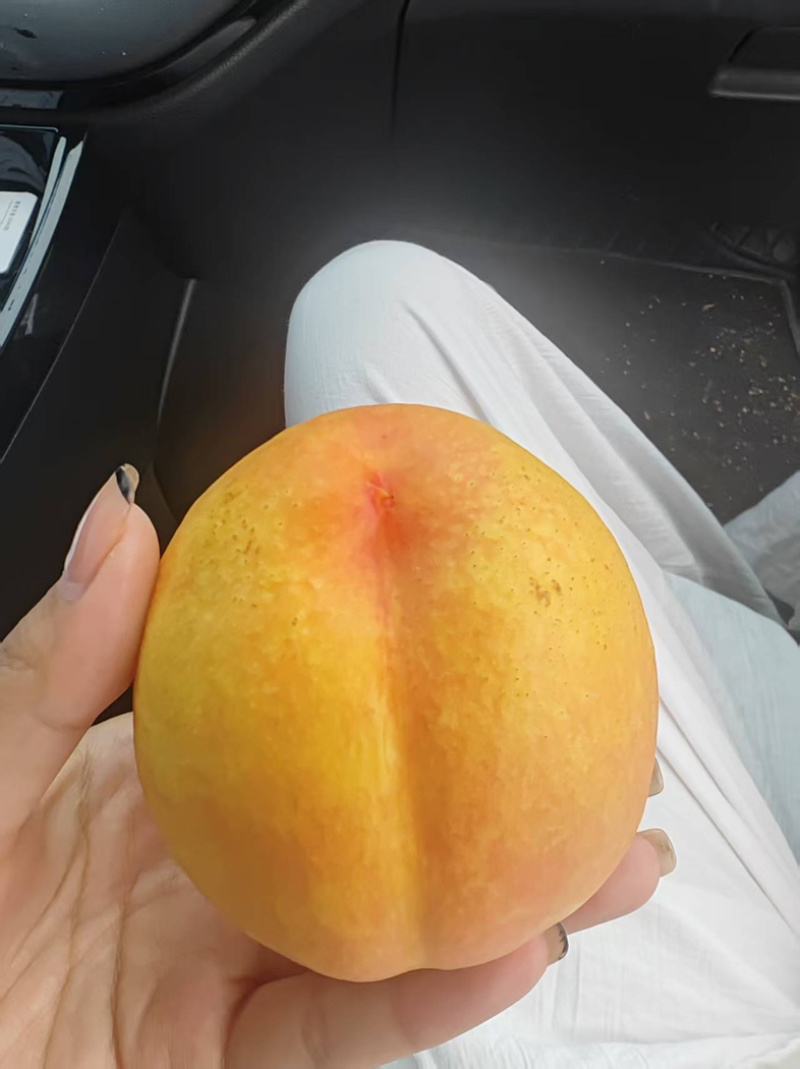 大量上市油盘桃黄油桃