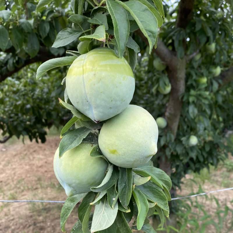 奈李青奈李大量上市10供10万斤