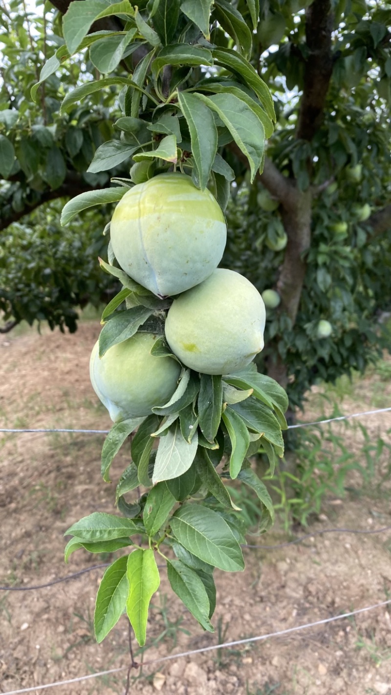 奈李青奈李大量上市10供10万斤