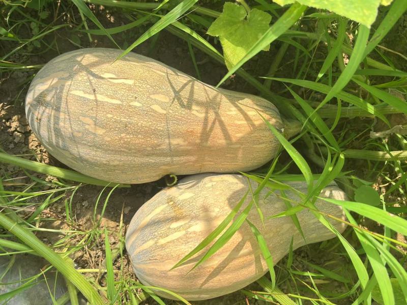蜜本南瓜产地一手货源规格齐全，现摘现发，价格可谈代发全国