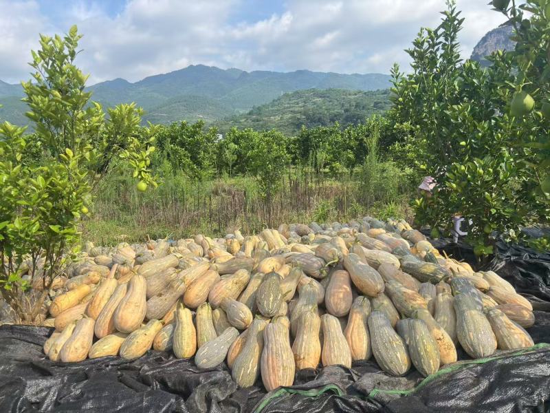 蜜本南瓜产地一手货源规格齐全，现摘现发，价格可谈代发全国