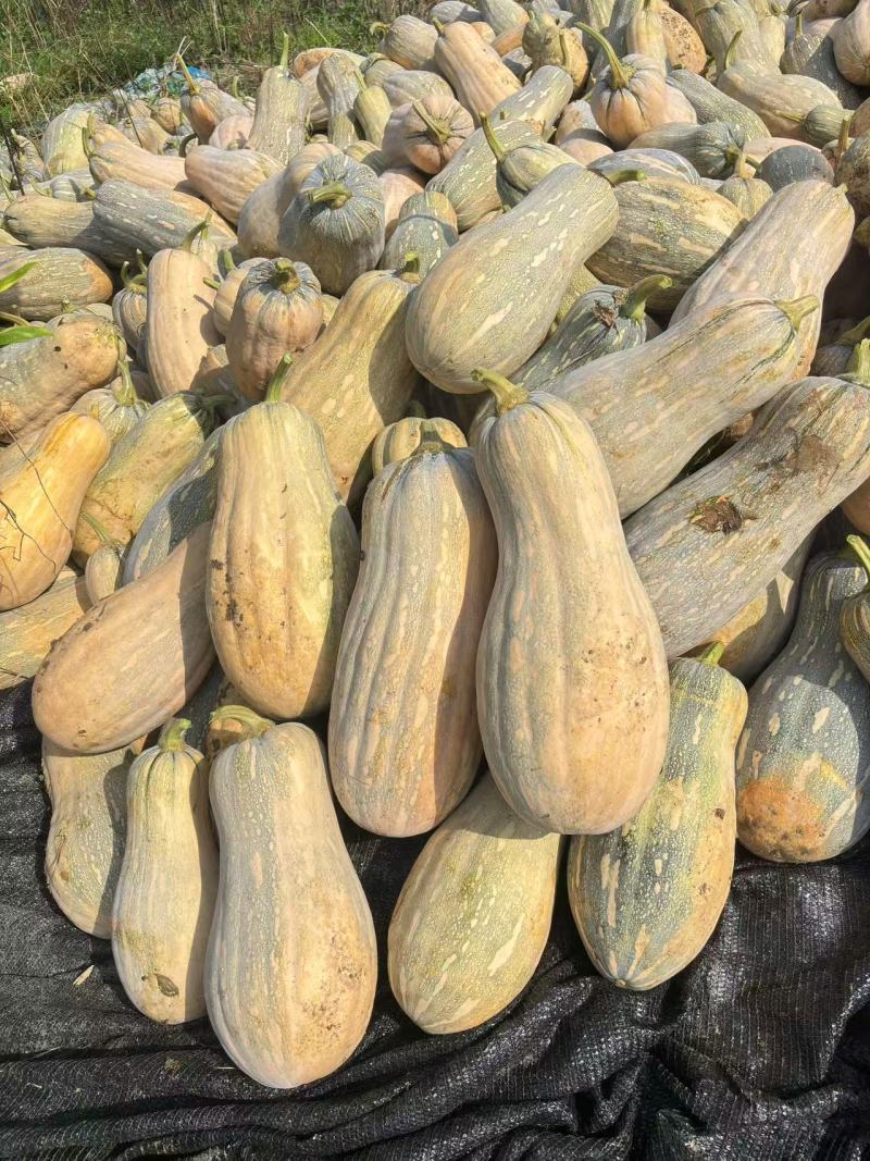 蜜本南瓜产地一手货源规格齐全，现摘现发，价格可谈代发全国