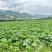 蜜本南瓜产地一手货源规格齐全，现摘现发，价格可谈代发全国