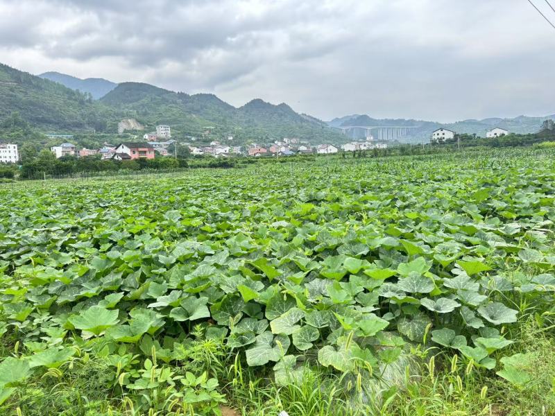 蜜本南瓜产地一手货源规格齐全，现摘现发，价格可谈代发全国