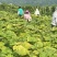 蜜本南瓜产地一手货源规格齐全，现摘现发，价格可谈代发全国