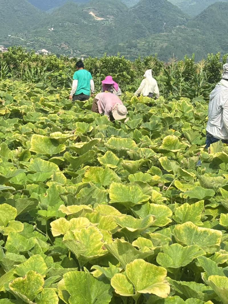 蜜本南瓜产地一手货源规格齐全，现摘现发，价格可谈代发全国