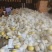 头茬民勤沙漠蜜瓜新鲜黄河甜瓜应季水果整箱