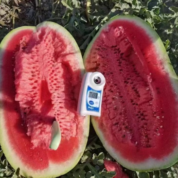 宁夏硒砂瓜大量供应全国代发量大从优欢迎老板来电咨询质量保