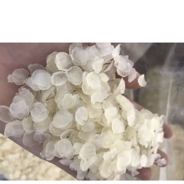 皂角米产地大量批发皂角米，长期大货供应，