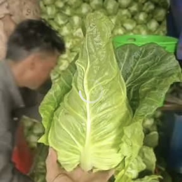 昭通牛心甘蓝
