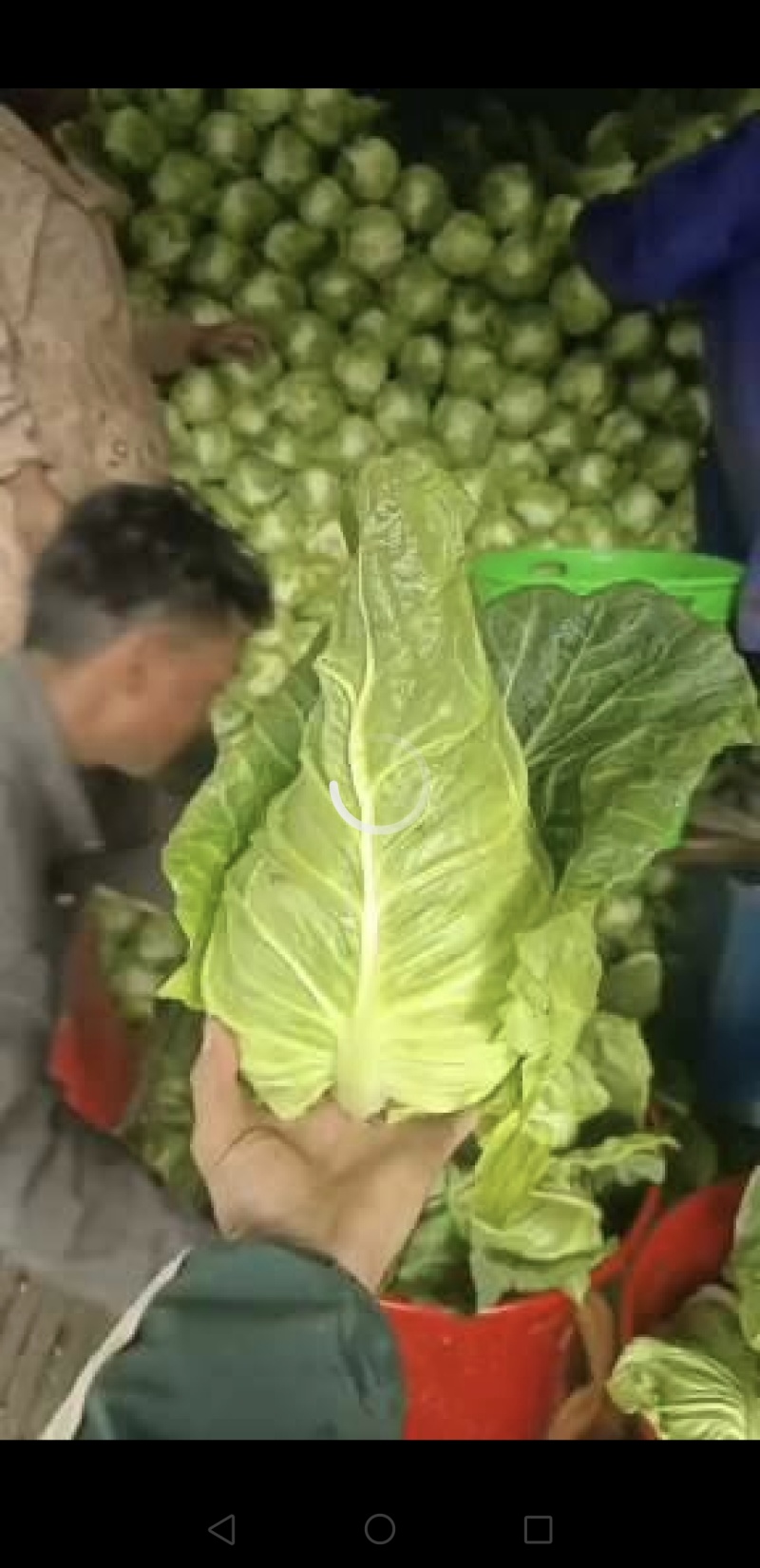 昭通牛心甘蓝